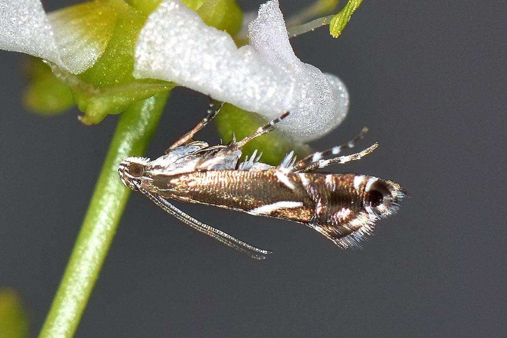 Glyphipterix cfr. schoenicolella (Glyphipterigidae)